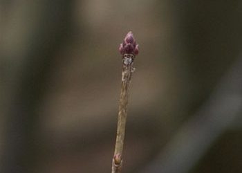 Vom Unendlichen der Sehnsucht