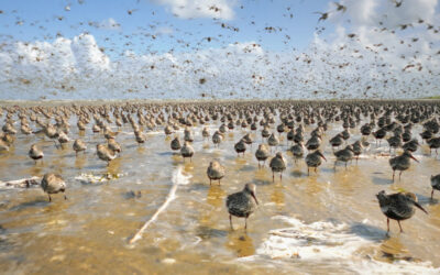 Flattern in den Fluten